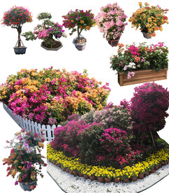 三角梅盆栽 花坛