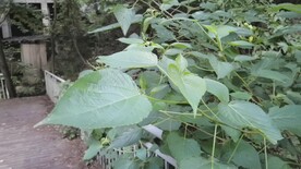 4K唯美夏日树叶随风摆动空镜头