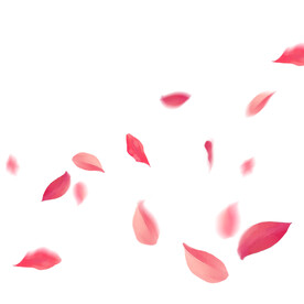 粉色花瓣元素