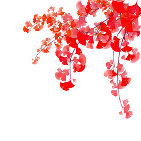 红色银杏树叶元素