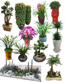 春节用花 多肉 杜鹃老庄