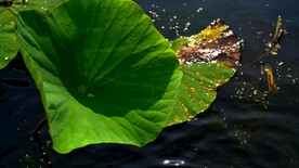 莲叶滚动的水珠波光粼粼