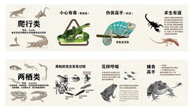 动物支援解说 爬行和两栖类