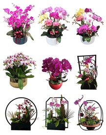 年宵花卉 春节用花 蝴蝶兰