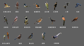 广东省20种鸟类免扣素材