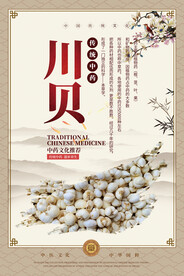 川贝中药海报