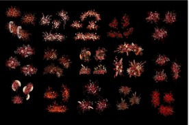 婚礼舞台花朵元素图片