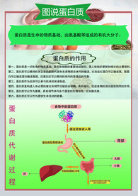 生物蛋白知识宣传海报