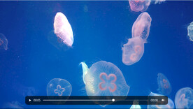 4k水母视频