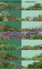 花卉绿化带植物