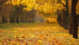 黄色的秋天视频