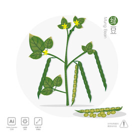 绿豆 插画