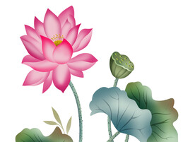 高清分层透明底荷花打印图