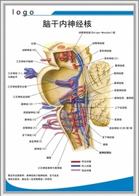 脑干内神经核解剖图