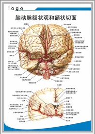 脑动脉额状观和额状切面