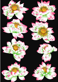 鼠绘精品莲花