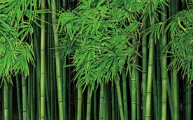 高清竹林风景电视背景墙