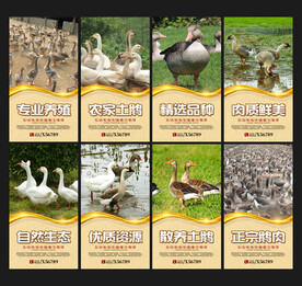 养鹅海报