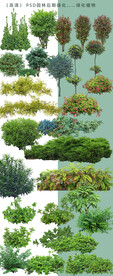 园林后期绿化树木