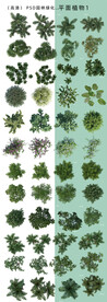 后期平面绿化植物