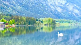 4K高清山川湖水天鹅倒影
