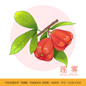 手绘莲雾包装插画