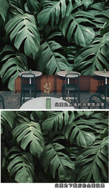 龟背竹背景图片