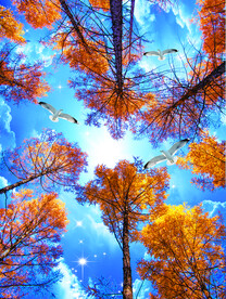 仰视树林蓝天白云