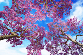 蓝天白云软膜天花