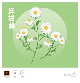 洋甘菊插画
