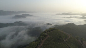 群山茶园云雾云海日出高清视频