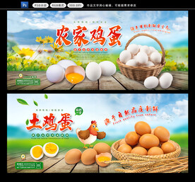 土鸡蛋展板