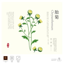 胎菊 插画