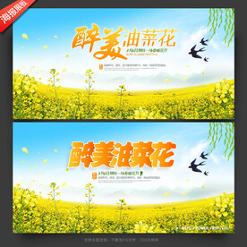 油菜花