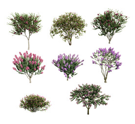 景观植物紫薇鸟瞰合集