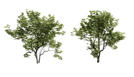 园林景观丛生朴树鸟瞰素材