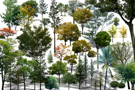 PSD园林景观树木合集