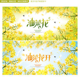油菜花