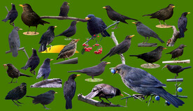 多款乌鸫高清免抠素材