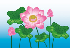 莲花插画