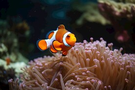 珊瑚礁中的小丑鱼