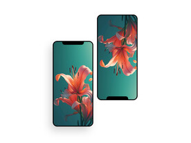 手机壁纸  插画   花