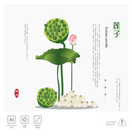 莲子 插画