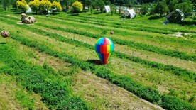 草坪彩色的气球高清视频