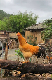 农村的公鸡