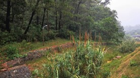 公园下雨自然实拍1080高清视