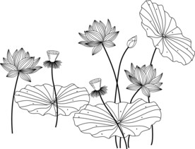 荷花 矢量图