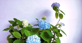 绣球花开延时摄影