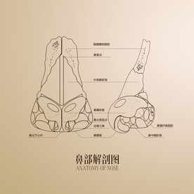 鼻部解剖图
