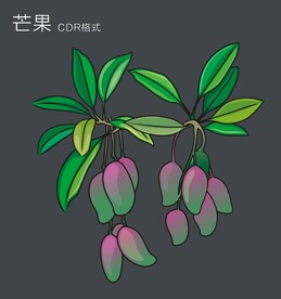 广西水果 芒果